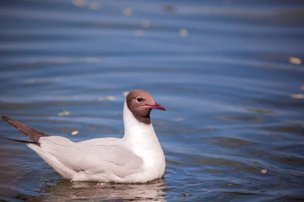 Schwarzkopfmöwe Chroicocephalus Ridibundus Möwe Schwimmt See Blaues Wasser — Stockfoto