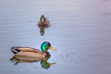 Nehirde yüzme ördekler, su üzerinde erkek ördek çifti, yeşil kafa ve sarı Gaga, mavi su