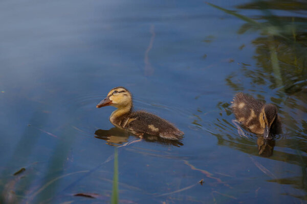 Ducks swimming in the river, two small ducklings in blue transparent water, yellow cute duckling