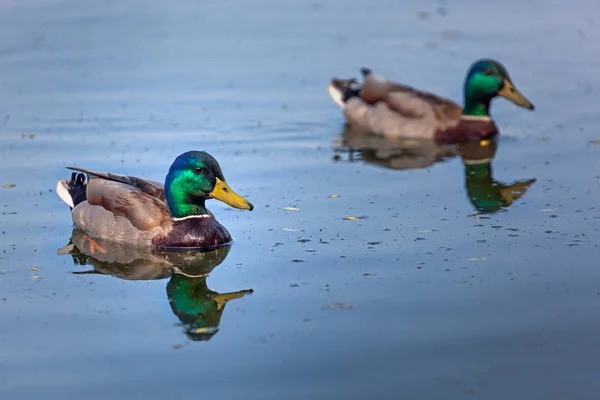 Enten Schwimmen Fluss Männliche Entenpaare Auf Dem Wasser Grüner Kopf — Stockfoto