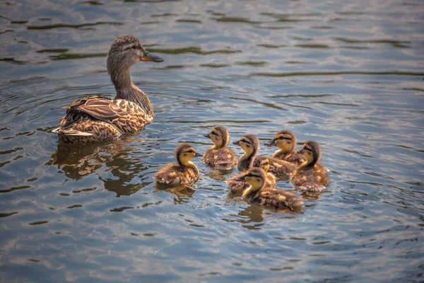 cute ducklings following mother,duck babies,symbolic figurative harmonic peaceful animal family, close-up portrait, following team, grouping together, trust safety and harmony