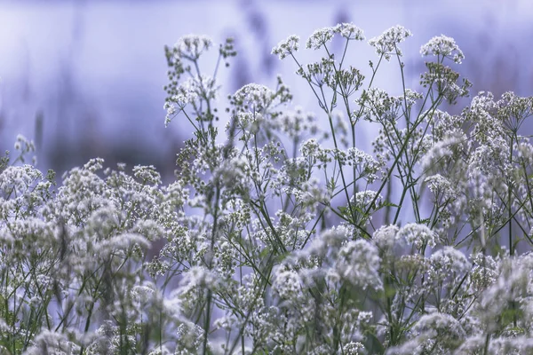 small white wildflowers, yarrow in bloom, white lawn with a lilac shade, summer grass