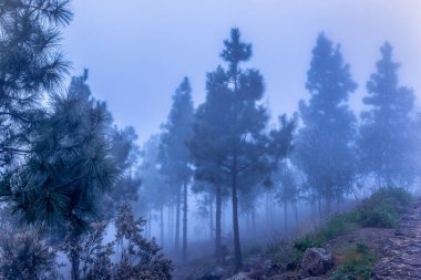 bleu sis orman, çam ağaçlarının siyah gölgeler, bleu gizemli gökyüzü ve doğa, güzel soğuk renkler