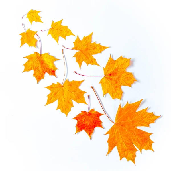 Geïsoleerde Gouden Herfst Bladeren Witte Achtergrond — Stockfoto