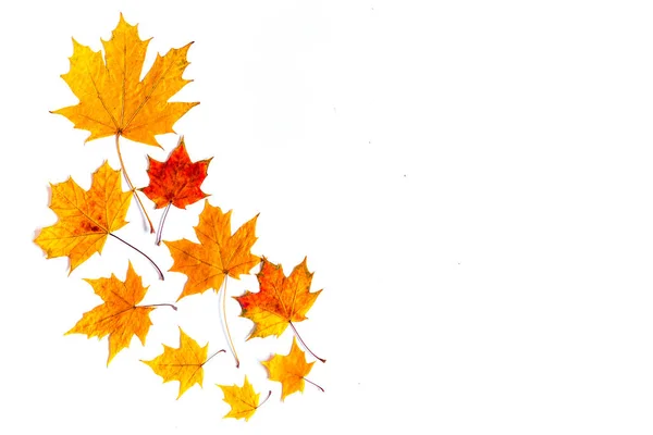 Изолированные Золотые Осенние Листья Белом Фоне — стоковое фото