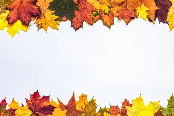 autumn leaves pattern on white, leaves framing, copy space, white centre, bright autumn colors