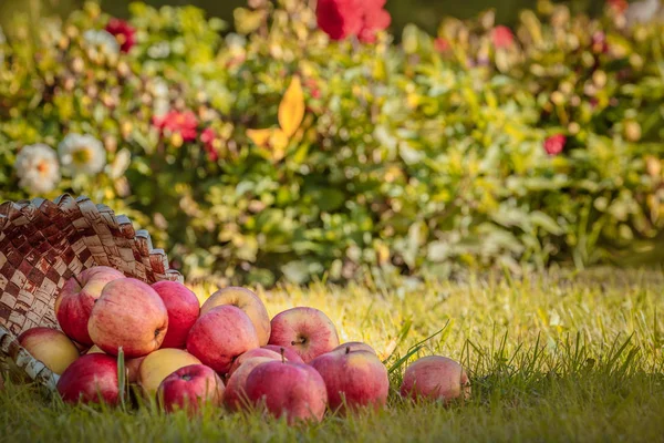 Einige Schöne Leuchtend Rote Und Gelbe Frische Äpfel Auf Grünem — Stockfoto