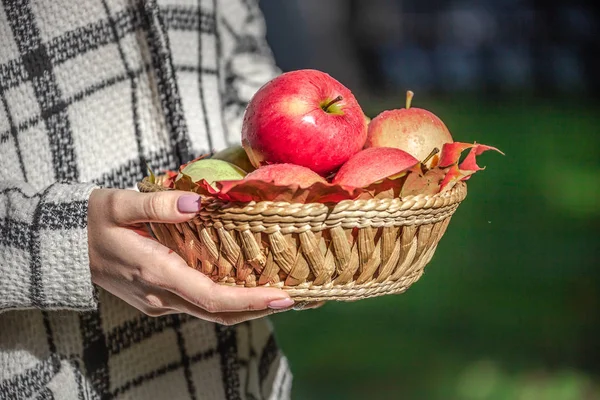 Rote Frische Äpfel Holzkorb Schönen Frauenhänden Ahornblätter Zum Dekorieren Schwarzer — Stockfoto