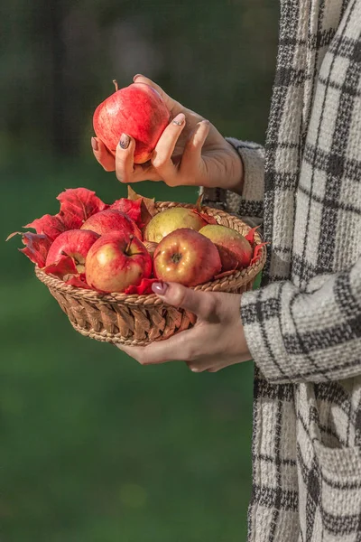 Rote Frische Äpfel Holzkorb Schönen Frauenhänden Ahornblätter Zum Dekorieren Schwarzer — Stockfoto