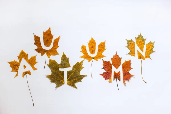 가을이라는 단어는 잎으로 손으로 취미에 고립되어 있습니다 — 스톡 사진