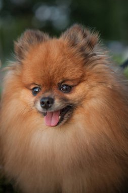 pomeranian spitz kadar yakın, sevimli kabarık büyüleyici kızıl saçlı Pomeranian Spitz parkta tam yürüyüş, güneşli bir günde köpek ile yürümek, bir evcil hayvan bakımı