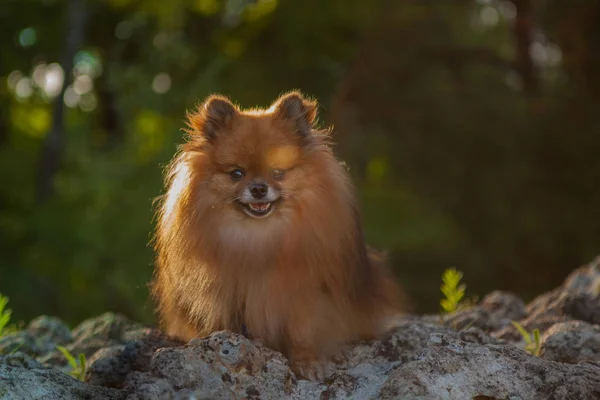 Pomeranian spitz, cute fluffy charming red-haired Pomeranian Spitz in full walking in the park, walk with dog on a sunny day, caring for a pet