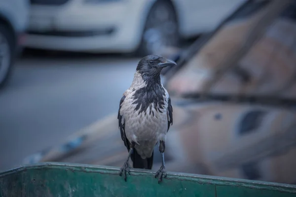 ゴミ箱からゴミを食べ 混乱を起こすカラス 市内のゴミ箱に飾るカラスの肖像画 — ストック写真