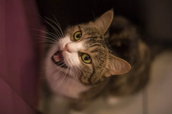 Braun Weiß Gestromte Katze Miaut Kopf Der Katze Schaut Auf — Stockfoto