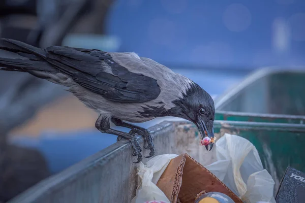 乌鸦从垃圾桶里吃垃圾 做混乱 在城市的垃圾桶上栖息的乌鸦肖像 — 图库照片