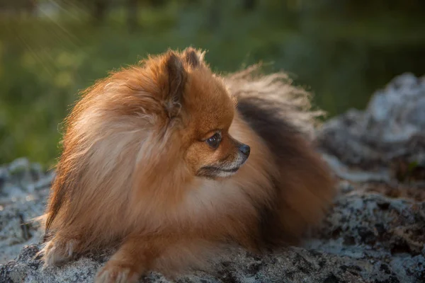 Hautnah Pommernspitz Niedlich Flauschig Charmant Rothaarige Pommernspitz Vollem Umfang Gassi — Stockfoto