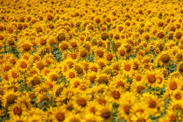 Campo Girasoli Cielo Azzurro Giallo Vivo Molto Ricco Colore Rivolto — Foto Stock