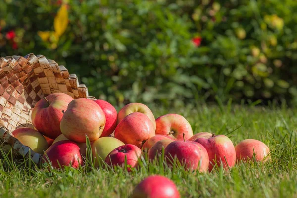 Reife Saftige Rote Äpfel Aus Dem Korb Geschüttet Und Auf — Stockfoto