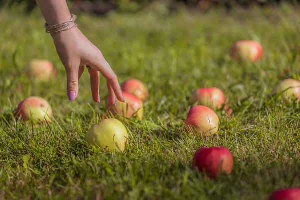 Reife Rote Äpfel Fielen Auf Das Gras Weibliche Hand Sammelt — Stockfoto