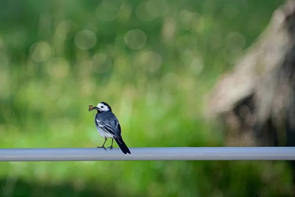 Wildvogel Bachstelze Hält Mücke Fliegt Schnabel Vögel Parks Kümmert Sich — Stockfoto