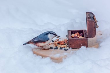 nuthatch besleyici etrafında kışın yiyecek arar, gagası çam fıstığı, parlak tüyler, aç mevsiminde kuşlar bakımı