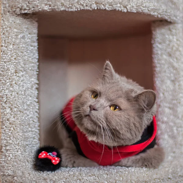 Puszysty Szary Kot Swoim Domu Czerwonym Ubraniu Zabawką Mistrz Domu — Zdjęcie stockowe