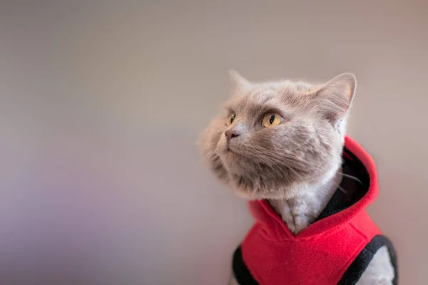 Gray Cat Red Sweatshirt Looks Cat Clothes Hood Place Tex — Stock Photo, Image