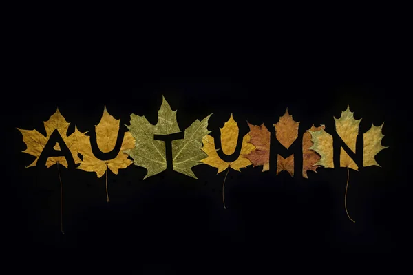 Word Autumn Black Background Cut Out Spotted Colorful Autumn Maple — Stock Photo, Image