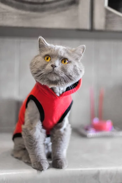 Szary Kot Czerwonym Kolorze Siedzi Kuchni Stole Prosi Jedzenie Żółte — Zdjęcie stockowe