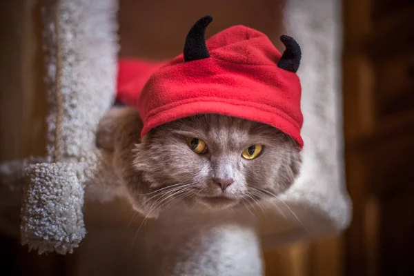 Katze Teufelskostüm Rote Kapuzen Schwarze Hörner Unzufriedener Blick Gelber Augen — Stockfoto