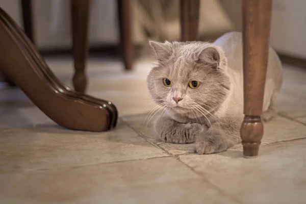 Katze Sitzt Neugierig Unter Dem Tisch Graue Katze Tier Schottisch — Stockfoto