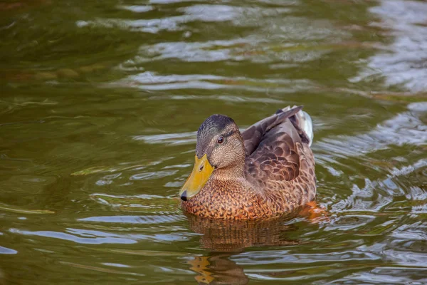 Pato Migratorio Salvaje Nada Agua Parque Ciudad Estanque Río Lago —  Fotos de Stock