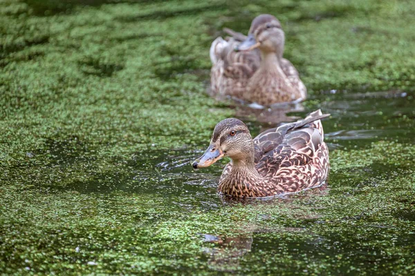 Enten Schwimmen Wasser Wildenten Zugewucherten Entenweiher See Mit Algen Lebensraum — Stockfoto