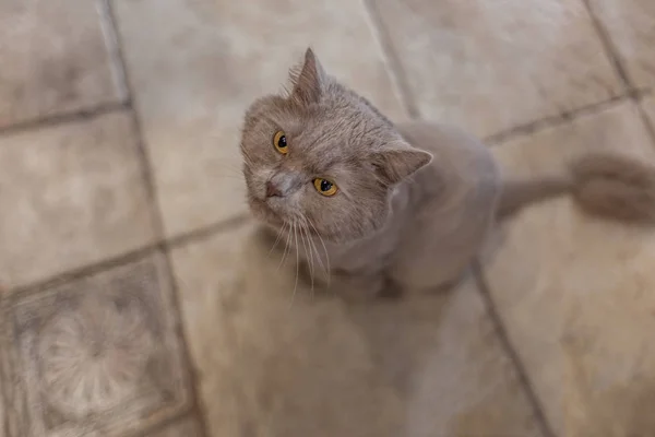 gray fluffy cat sits and looks up, asks for food, cat haircut