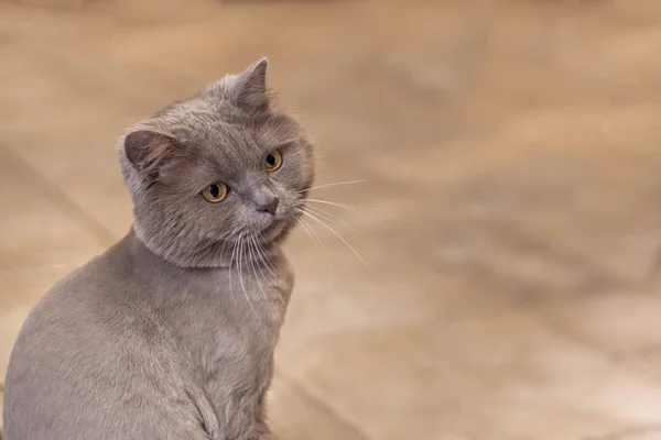 Graue Katze Katzenfrisur Gelbe Augen Freier Platz Für Text — Stockfoto