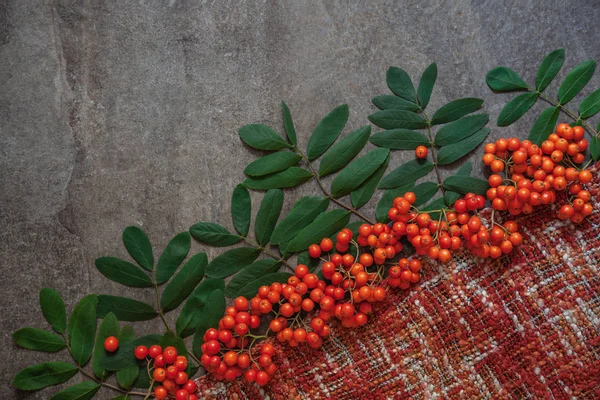 Reife Rote Vogelbeeren Mit Grünen Blättern Auf Strickschal Herbstkonzept Freiraum — Stockfoto