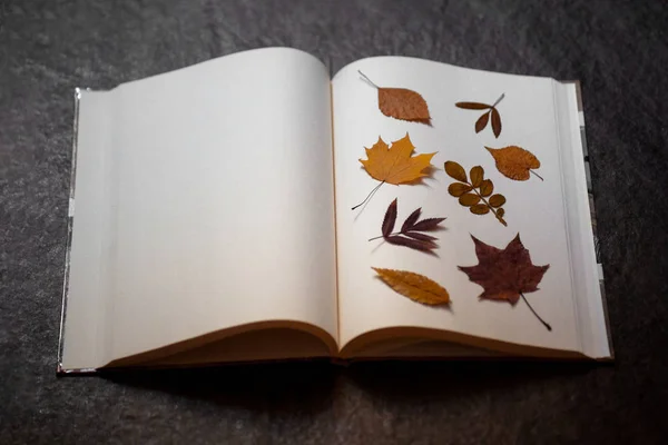 Kniha Prázdnými Stránkami Pestrými Podzimním Listím Herbarem Podzimní Náladou Tvořivostí — Stock fotografie
