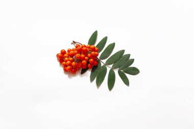 Beyaz arka planda yaprakları ile Rowan çilek. Ashberry kümesi. Closeup.