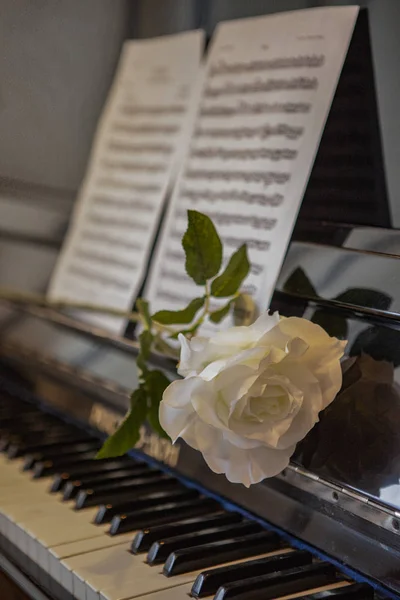 钢琴键 音乐表 白玫瑰躺在音乐架上 — 图库照片