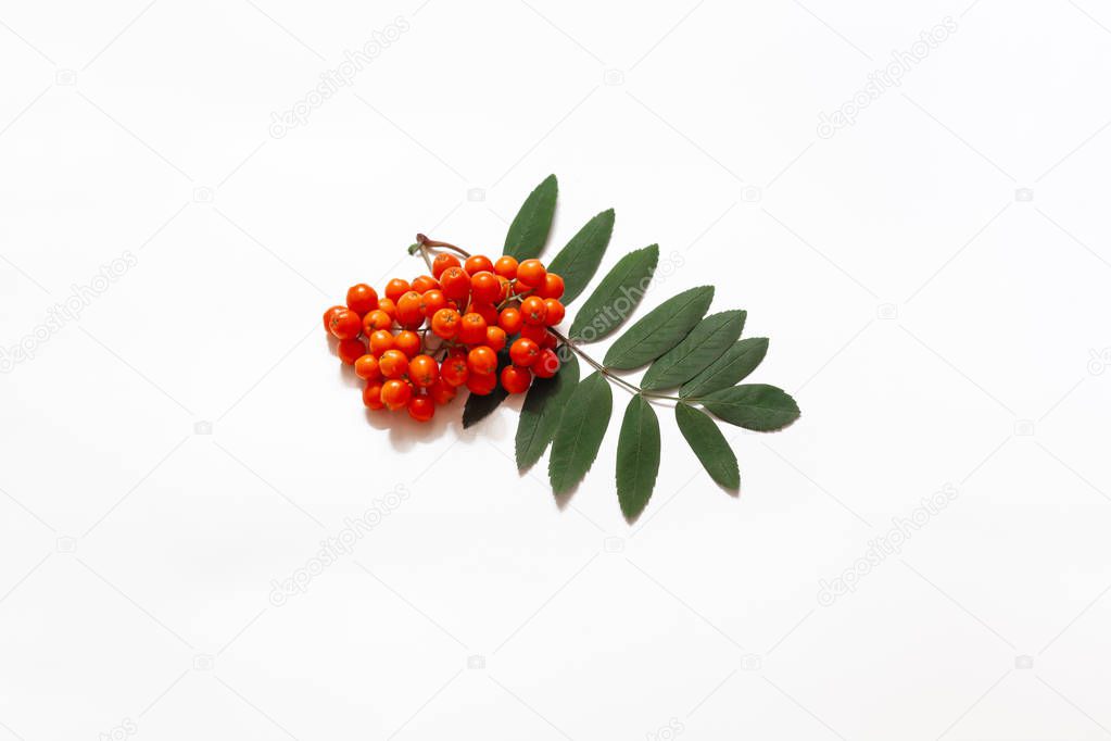 Rowan berries with leaves on white background. Ashberry cluster. Closeup.