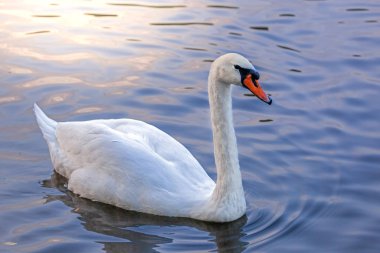 beyaz kuğu, uzun boyunlu, kırmızı gaga, suda yüzer, bir gölette, bir nehirde, gün batımında, saflık ve sadakatsembolü