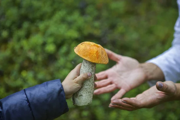 picking up mushrooms in the forest, children\'s hands hold out the boletus found for mom, autumn walk