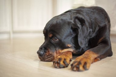 büyük bir siyah Rottweiler köpek yerde yatıyor, hasta, sıkılmış, sahibi, üzgün bir tuvalet seviyor