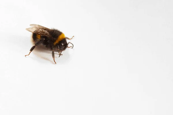 Bee Close Gele Strepen Vleugels Zijn Gevouwen Een Witte Achtergrond — Stockfoto