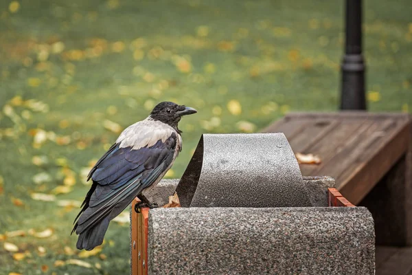 カラスはゴミ箱の上に座り 都会の空腹の鳥で 食べ物を求めている — ストック写真