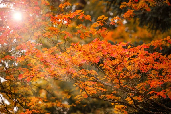 Acero Autunno Foglie Rosso Vivo Arancio Autunno Umore Passeggiata Parco — Foto Stock
