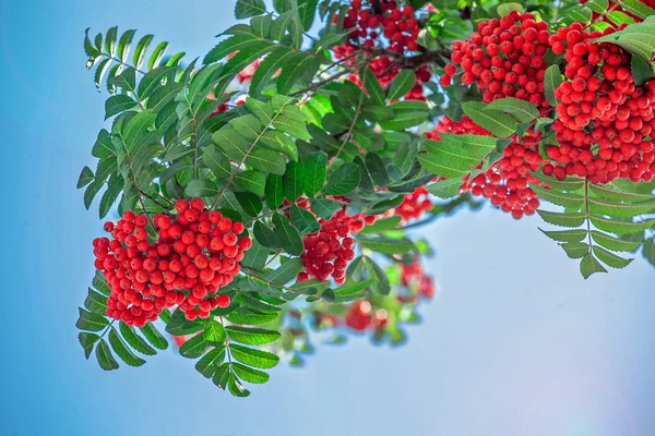 Mazzo Bacche Sorbo Rosso Albero Raccolto Sorbo Autunnale Cielo Blu — Foto Stock