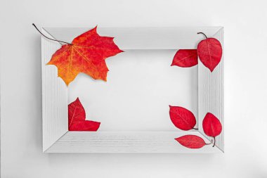 Ahşap beyaz çerçeve, sonbahar parlak tilkileri, bir yazı için yer, sonbahar resmi