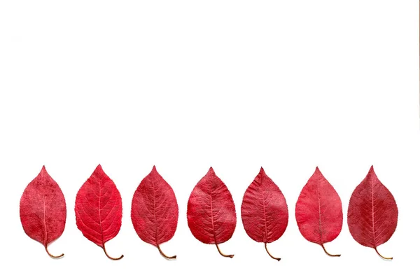 Rij Rode Herfstbladeren Een Witte Achtergrond Herfstconcept — Stockfoto