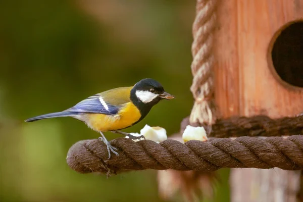 Meisen Auf Einem Vogelhaus Fressen Samen Nahaufnahme Tageslicht Singvögel Freier — Stockfoto